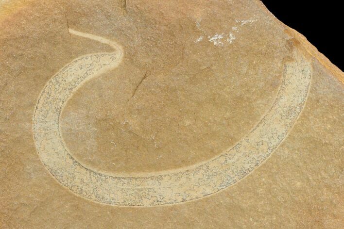 Fossil Polychaete Worm (Polychaeta) - Illinois #120979